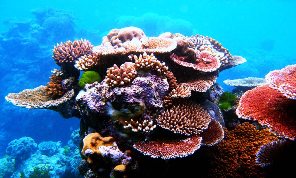 great barrier reef queensland australia by adventuregirl.com