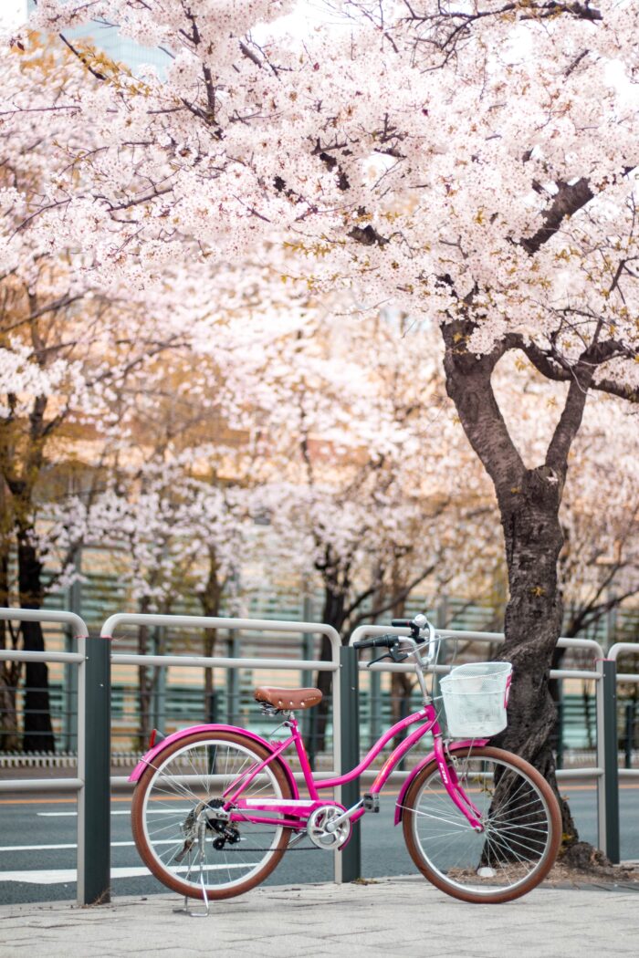 The Enchantment of Cherry Blossoms Around the World