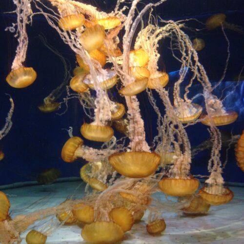 USA Aquariums