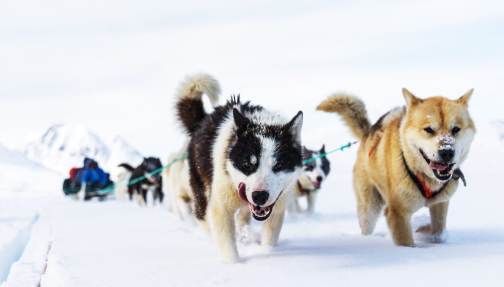 Greenland dogs adventuregirl.com