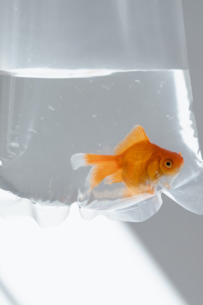 The Goldfish Diaries – Swimming Through Life