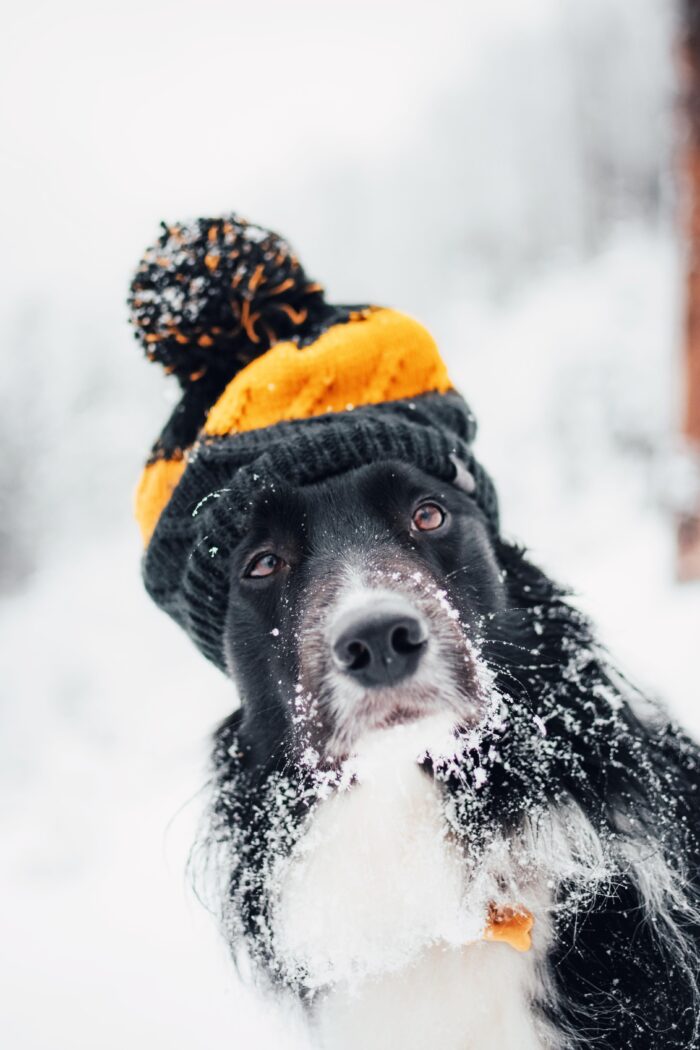 Winter Pet Safety For Your Fur-babies – 12 Tips You Need to Know