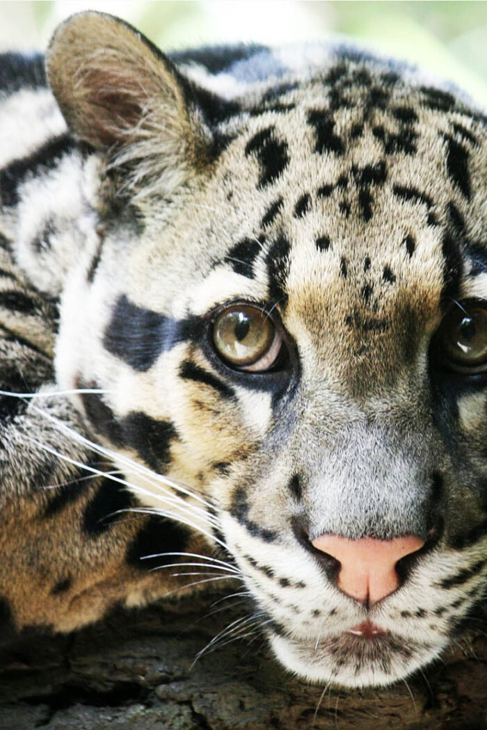 The Secret Life of Clouded Leopards: Why They’re More Than Just Fluffy and Cute