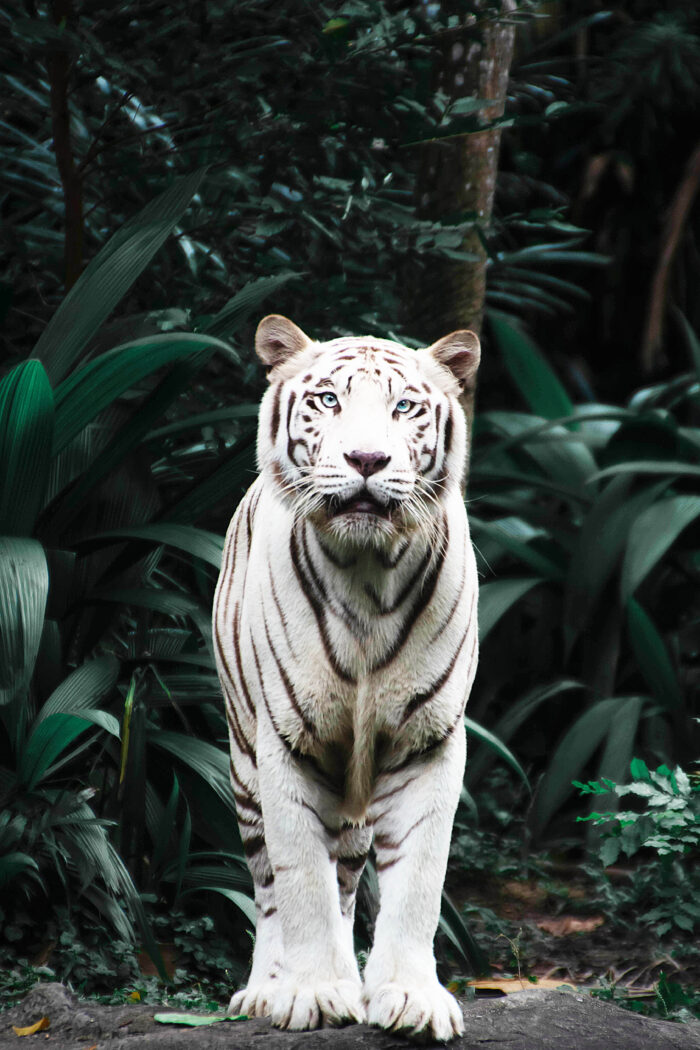 7 Roar-Some Adventures: View the Rare White Tigers at Madhya Tiger Safari
