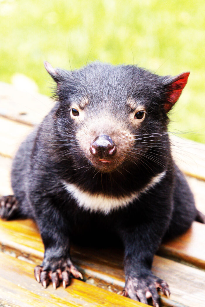 Find Tasmanian Devils: 7 Places Where No Looney Tunes Involved