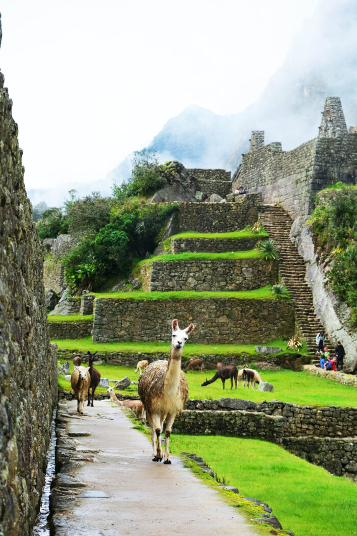 Unleashing the Llama Drama: Machu Picchu – 7 Tips for Adventure Seekers