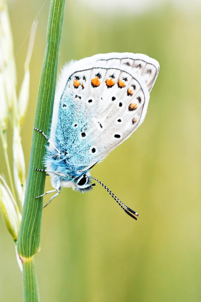 Flutter your way into happiness: Best places to spot butterflies and feel the magic of nature