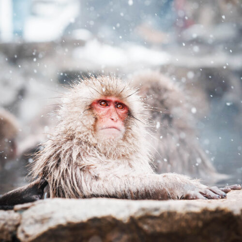 Snow Monkeys of Japan
