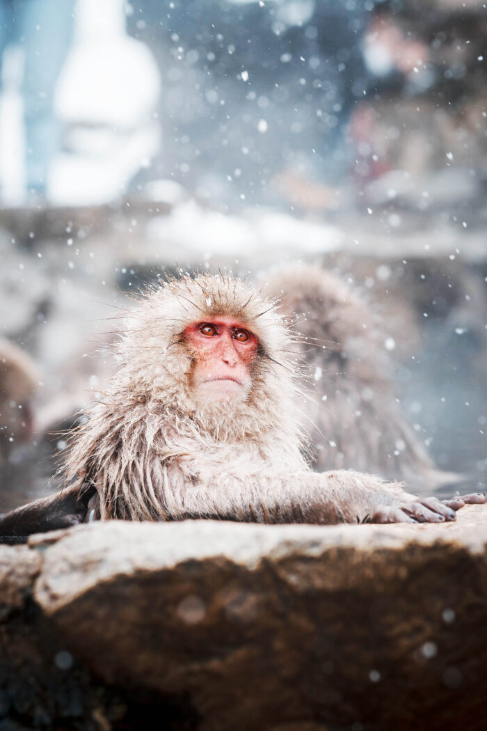 Adorable Hot Tubbing Snow Monkeys Take Over Japan and Our Hearts!