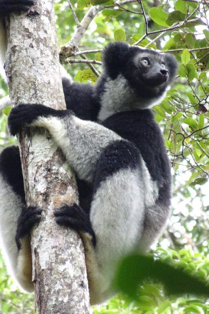 Madagascar: Where the Lemurs Rule and the Baobabs Tower – 20 Wild Adventures