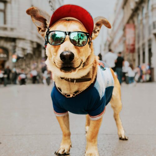 Pet friendly cities for dogs adventuregirl.com