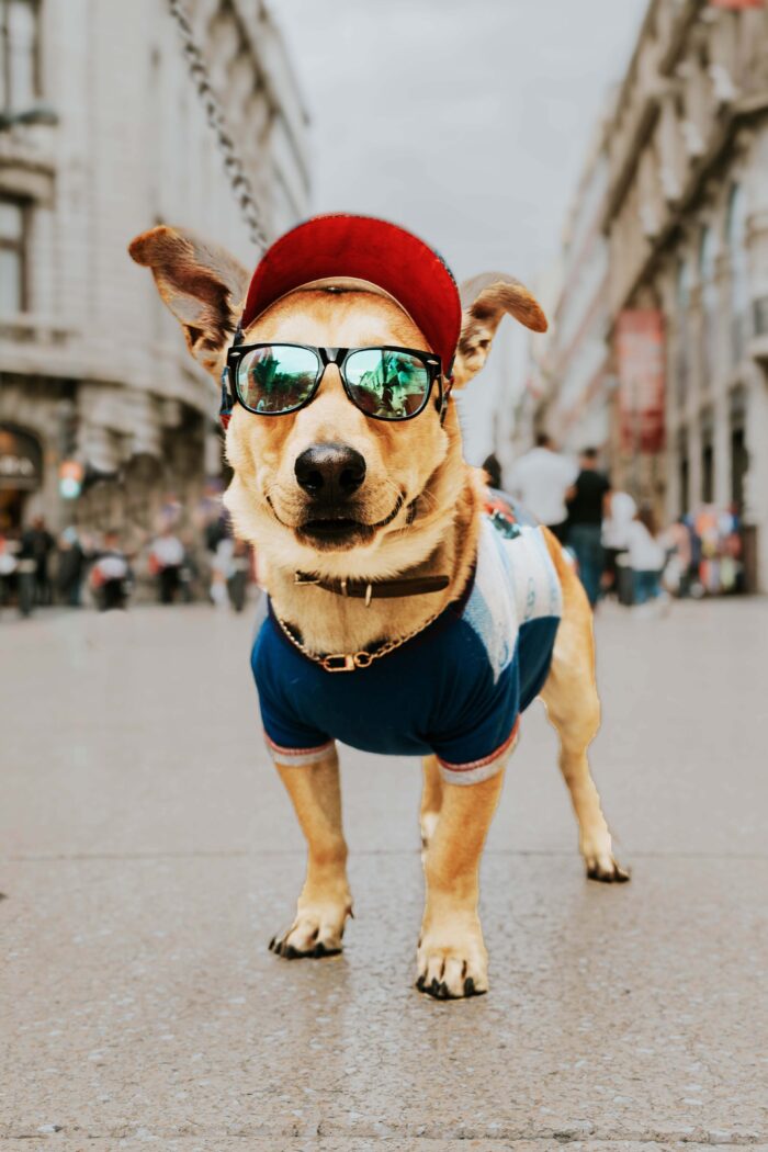 Where Dogs Rule and Humans Drool: Top 9 US Dog-Friendly Cities