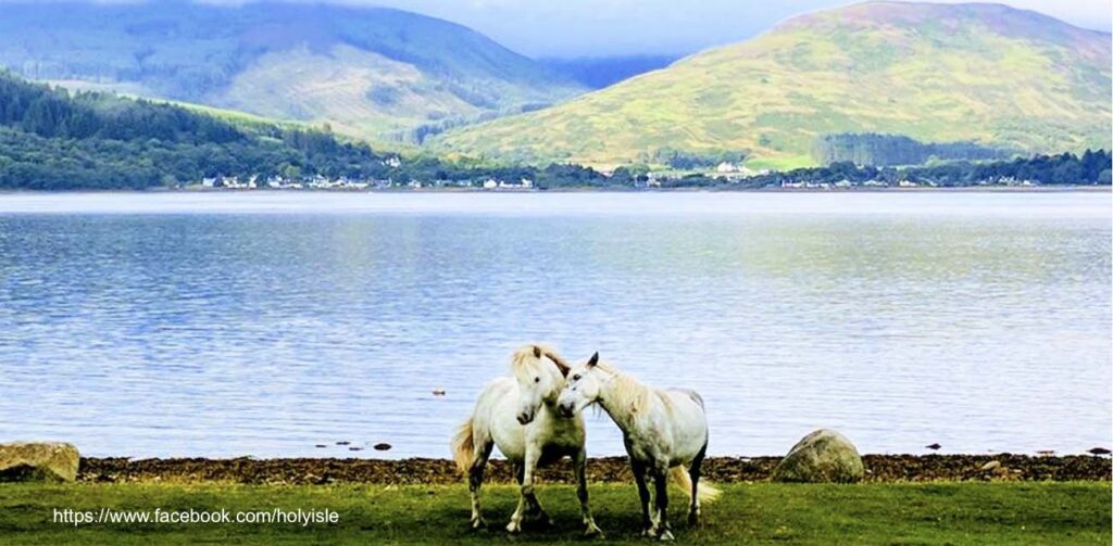 Holy Island of Lindisfarne Pony
