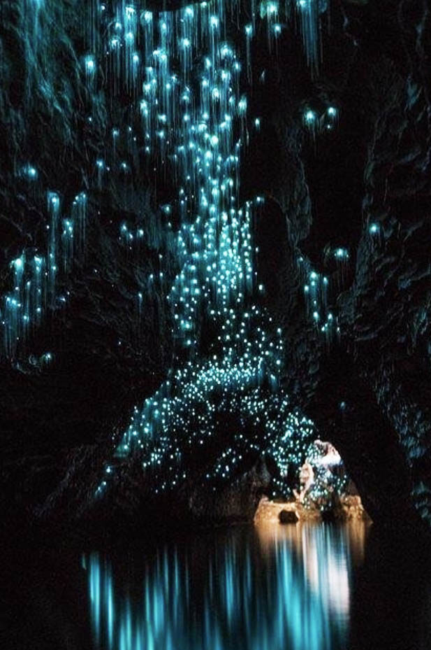 Get ready to glow with the flow: The top things to see and do at Waitomo Caves!
