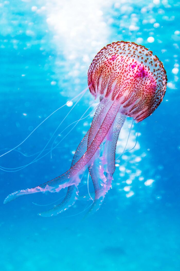 Jellyfish Safety: Tips for Preventing and Treating Stings