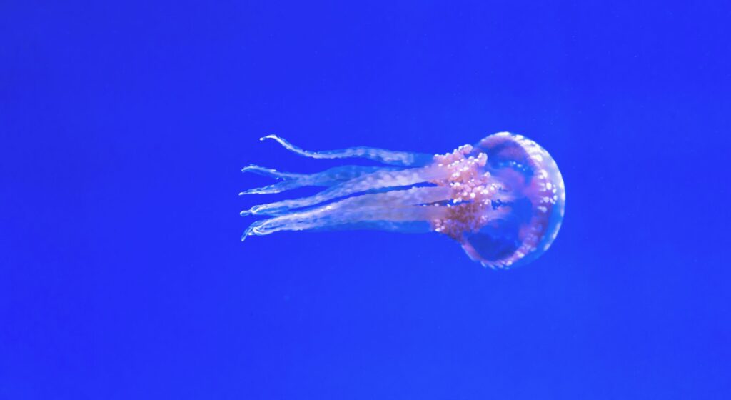 Jellyfish stings adventuregirl.com