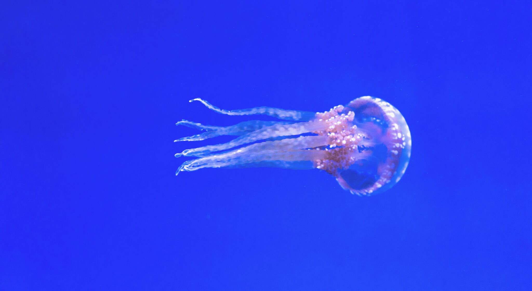 Jellyfish Stings: 21 Important Tips for Preventing, Treating