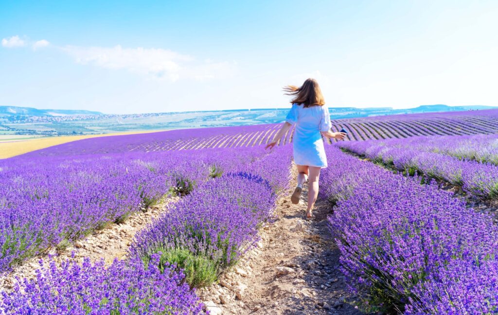 lavender fields adventuregirl.com