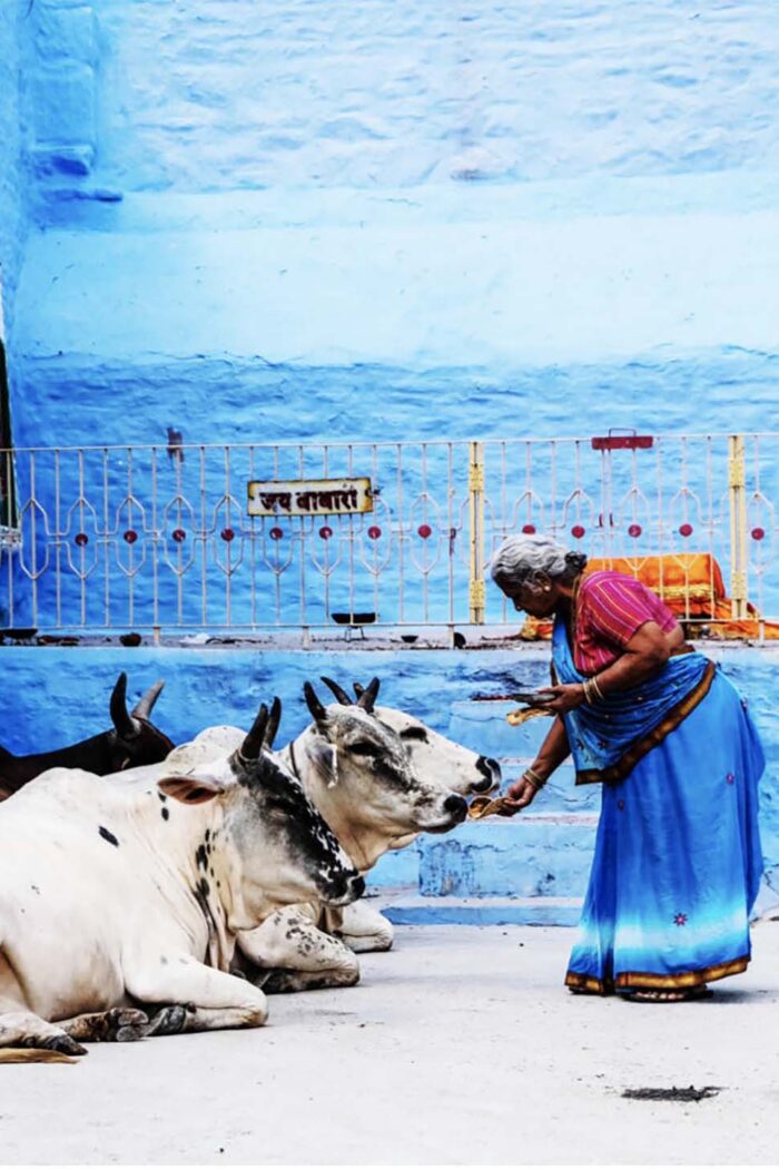 From Holy Cow to Holy WOW: 5 Reasons Why India’s Sacred Cows Are No Joke