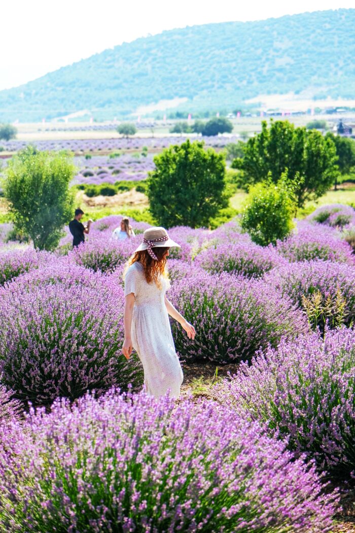Lavender-Blisses: The World’s Lavender Fields to Wander Through