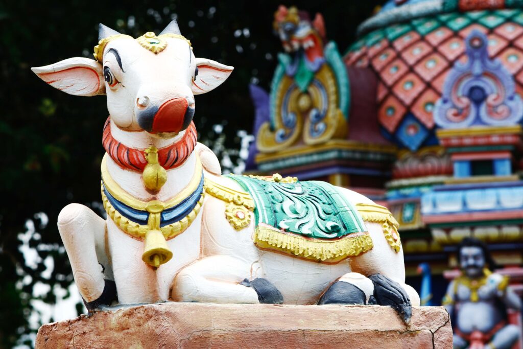 Holy Cow in INdia