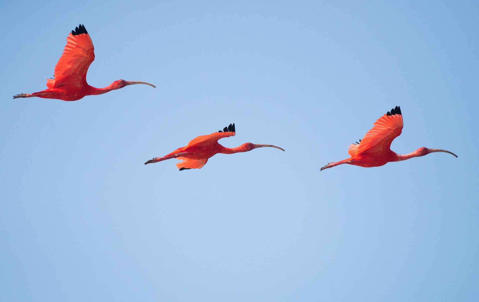 Flamingos Flocking Fabulous: How to Flamingle 7 Best Places