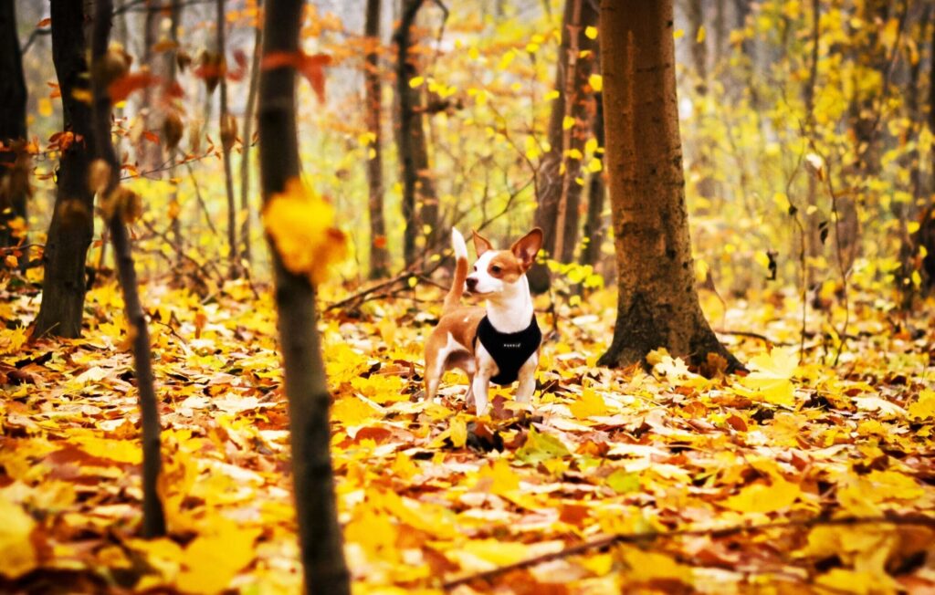 Fall foliage adventuregirl.com