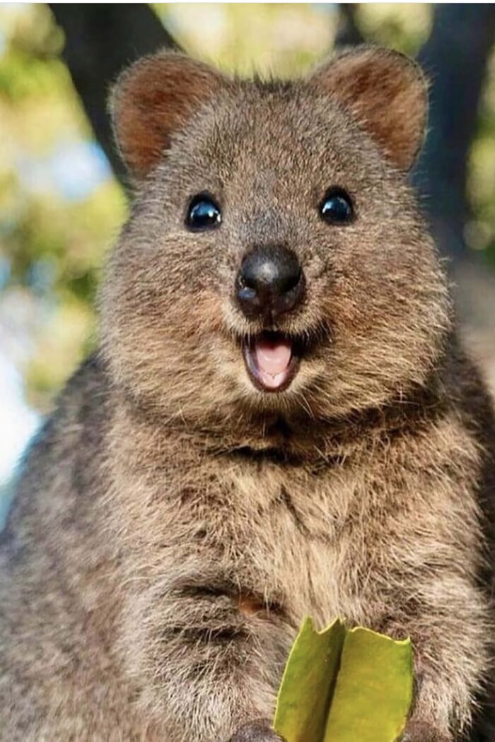 Perth’s Wild Wonders: Where Quokkas Smile and Numbats Dance