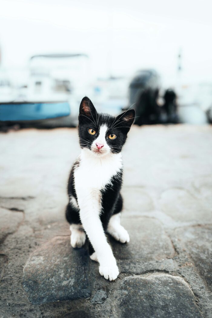 Fur Real: The Purr-fect Guide to Greek Islands Where Cats Rule