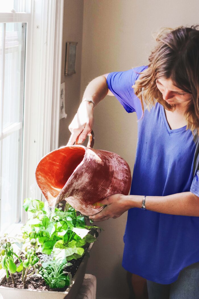 Transform Your Space: Indoor Plants and Herb Gardens for Health, Harmony, and Natural Beauty