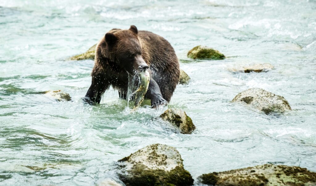 bears alaska adventuregirl.com