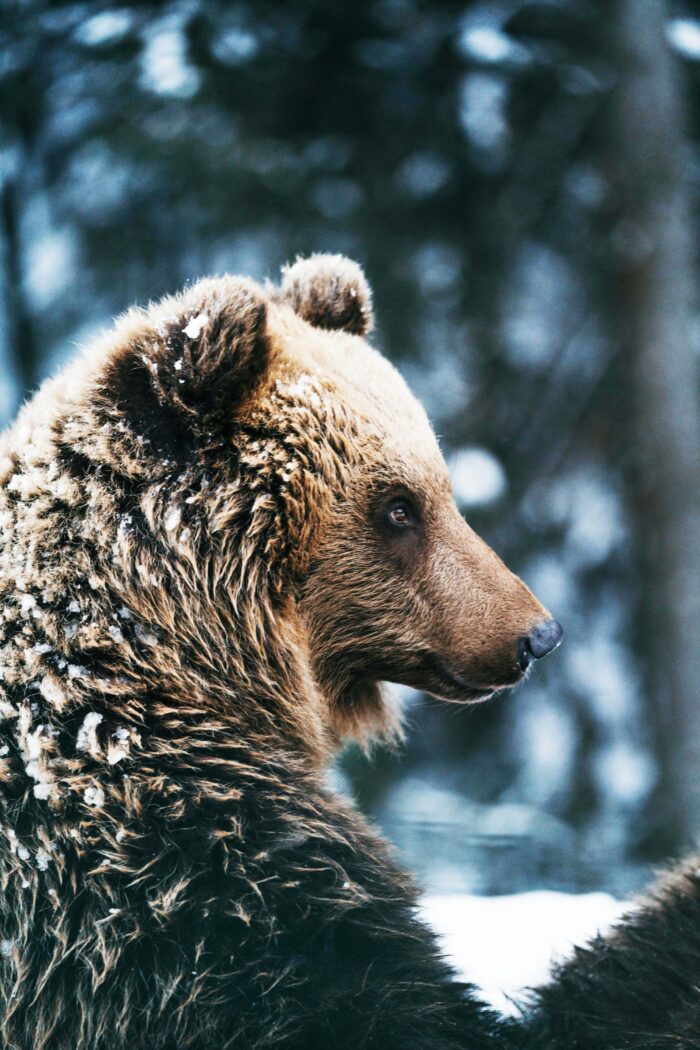 Bear-y Exciting Adventures: Unveiling the World’s Wildest Bear Hotspots