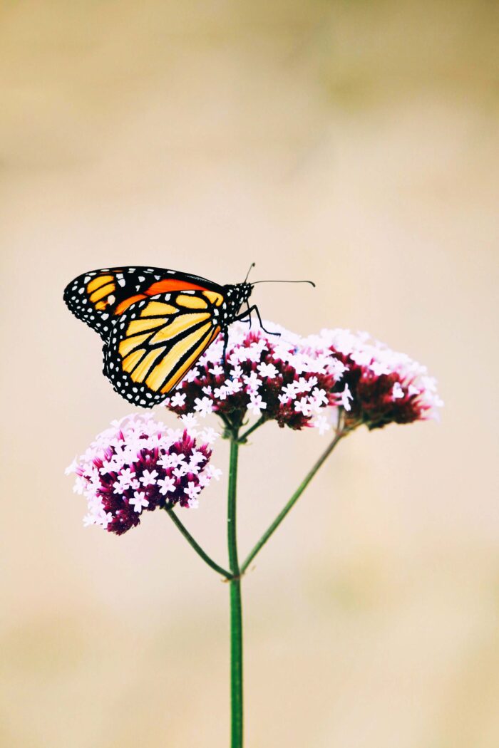 Chasing Monarchs: Fluttery Trips Through Butterfly Hotspots and Time Travel Tips