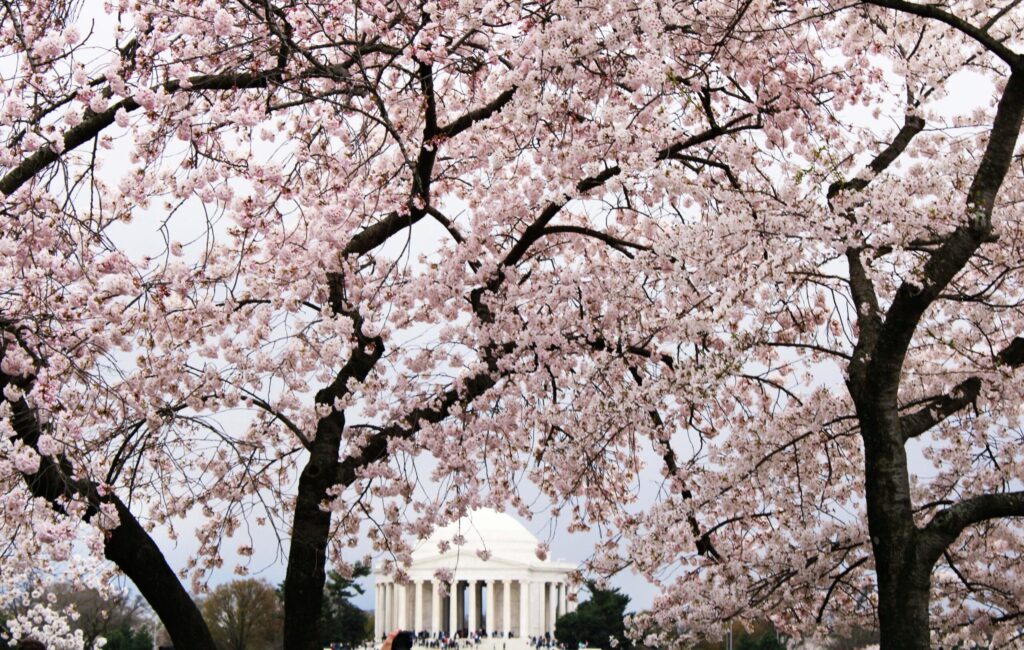 cherry blossoms adventuregirl.com