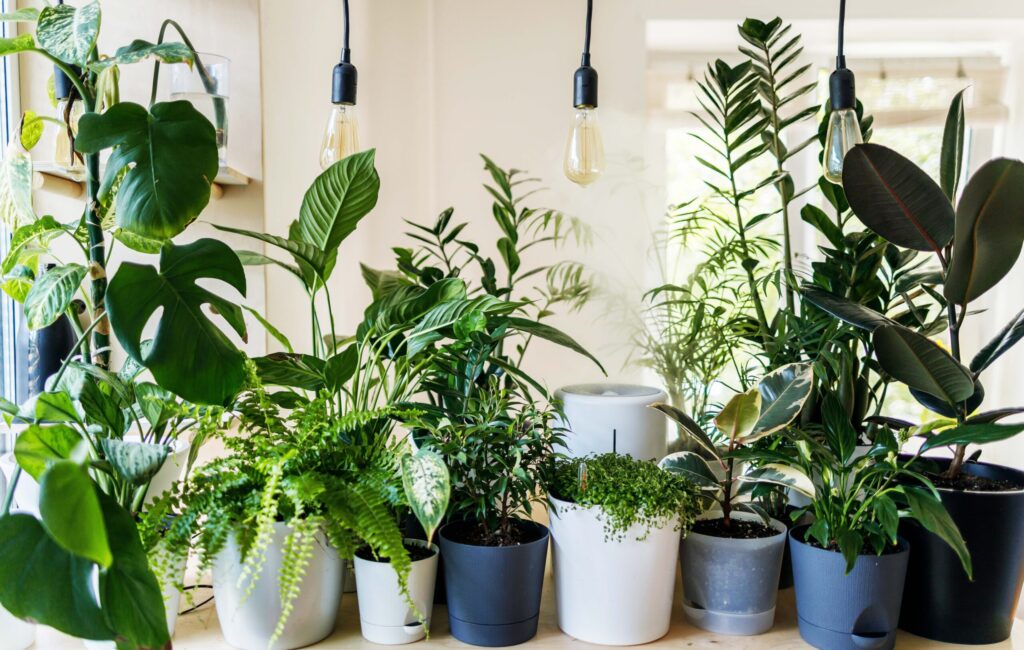 Indoor plants adventuregirl.com