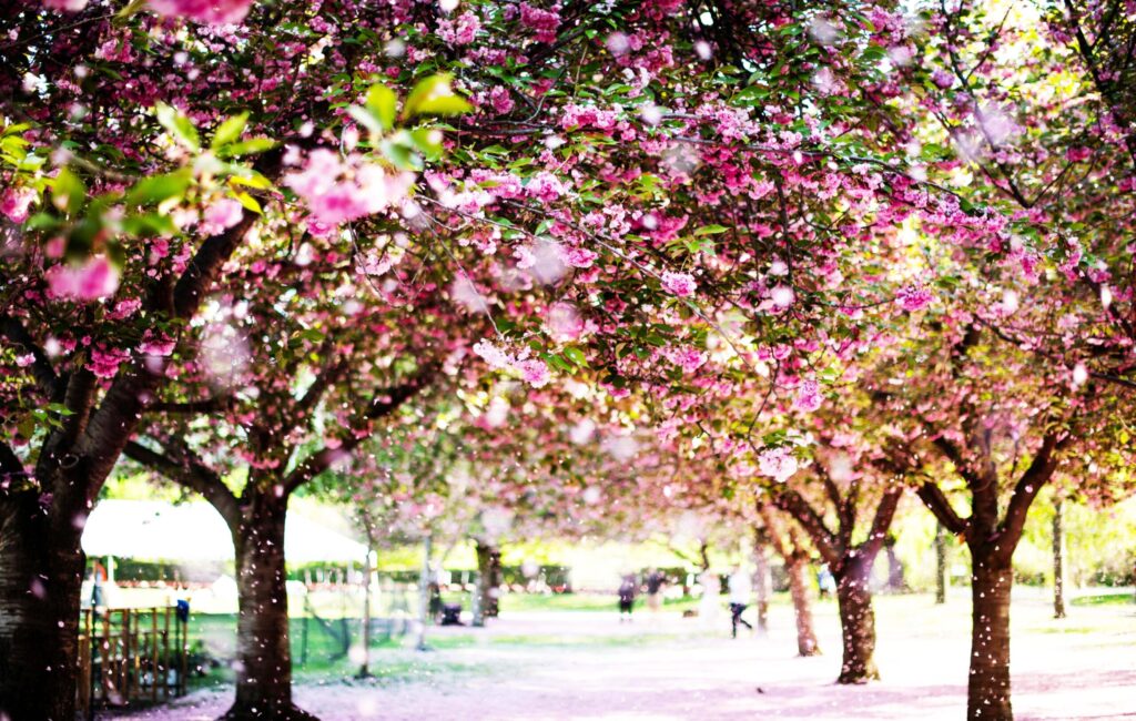 Cherry Blossoms USA adventuregirl.com