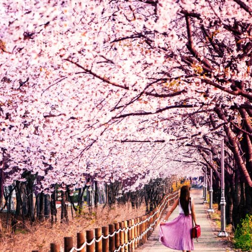 Cherry Blossoms USA