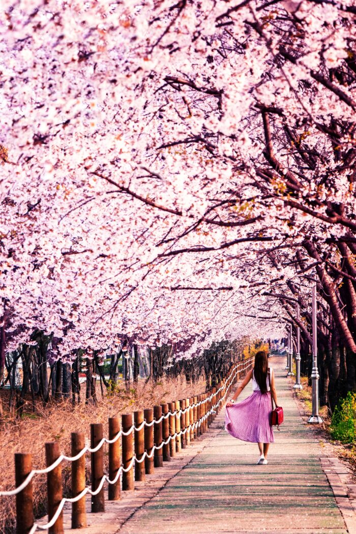 Blossom Bonanza: Exploring Cherry Blossoms Across the USA