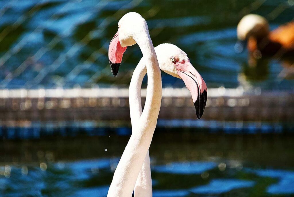 flamingos