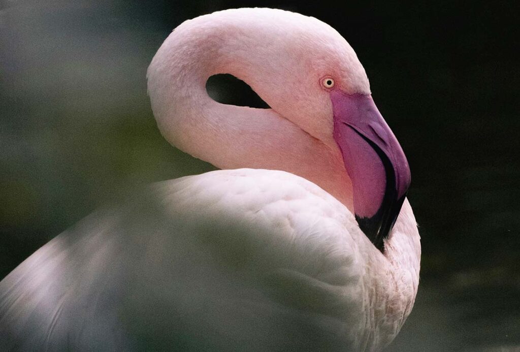 flamingos