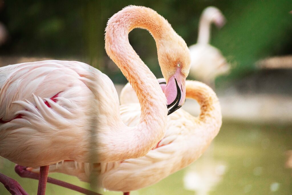 flamingos