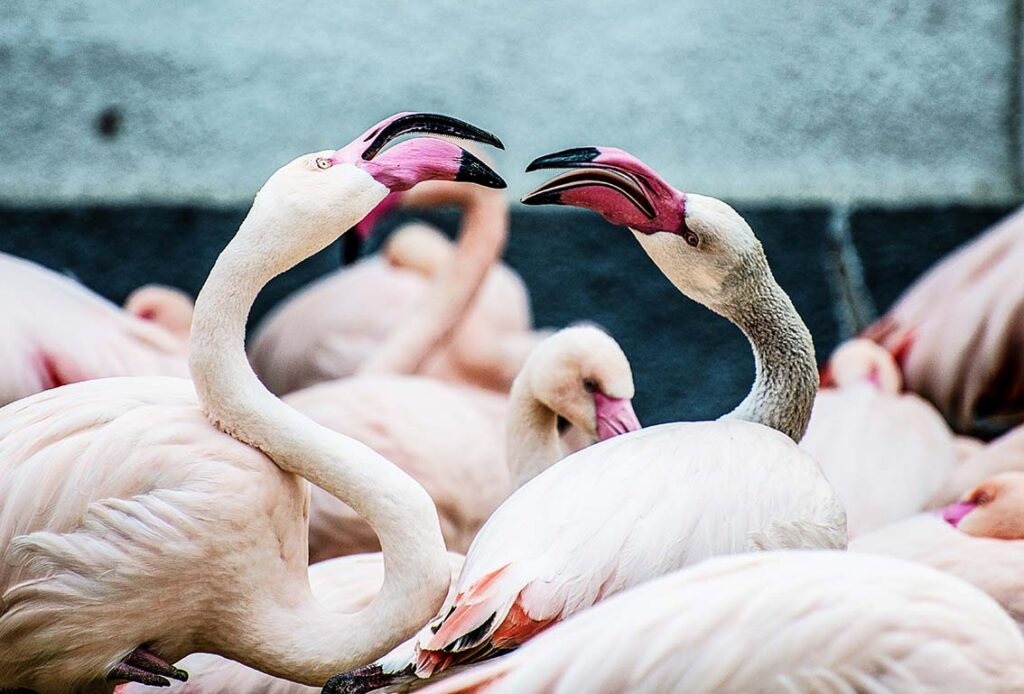 FLamingos