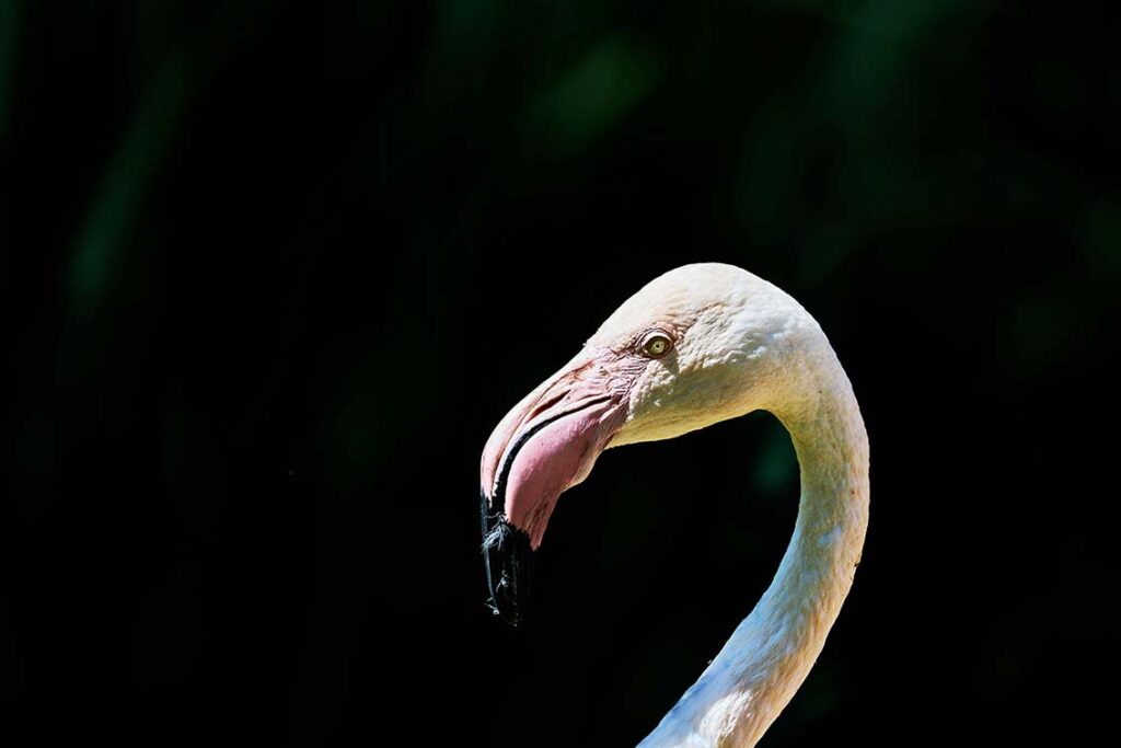 flamingos