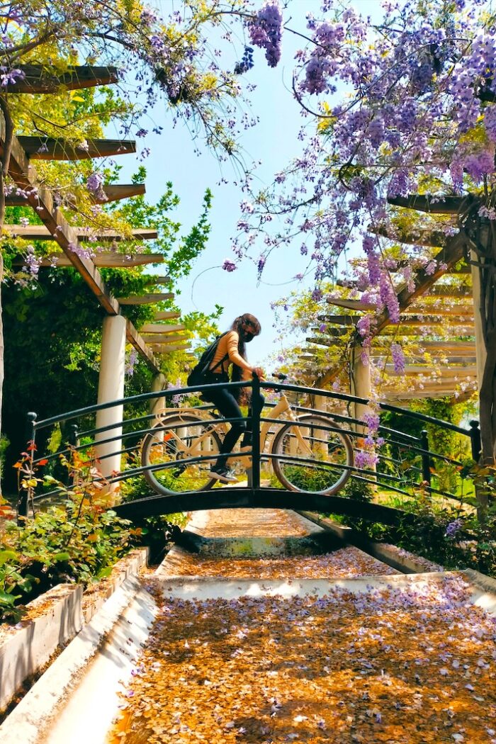 Hidden Gems for Wisteria Season: Best Lesser-Known Spots to See This Dreamy Flower in May